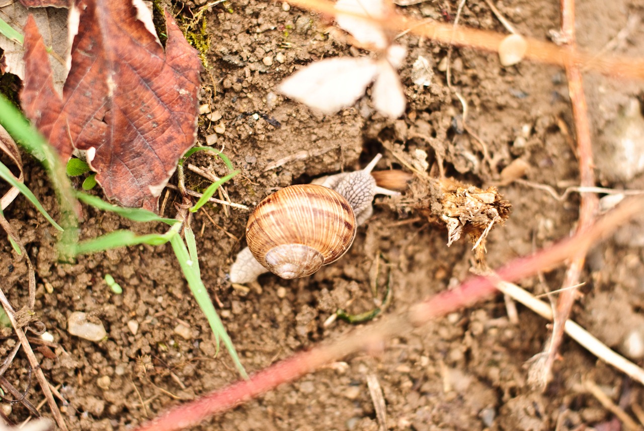 [details-late-spring-snail[3].jpg]