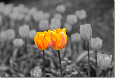 cluj-botanical-garden-tulips-2