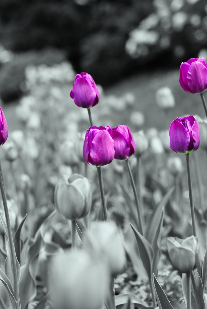[cluj-botanical-garden-tulips-1[3].jpg]