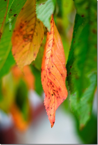 sign-of-fall-red-brownish-leaf-3