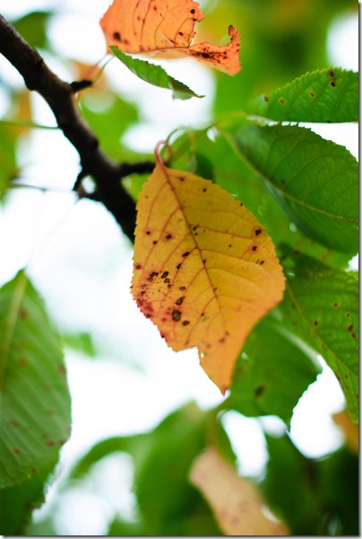 sign-of-fall-red-brownish-leaf-2