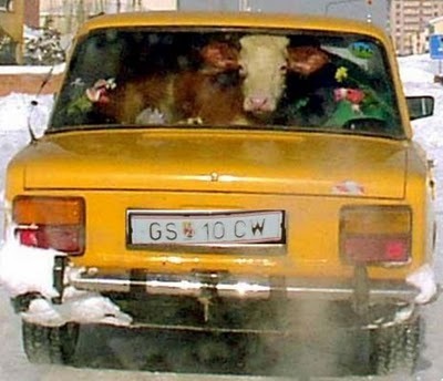 [vaca_carro[4].jpg]