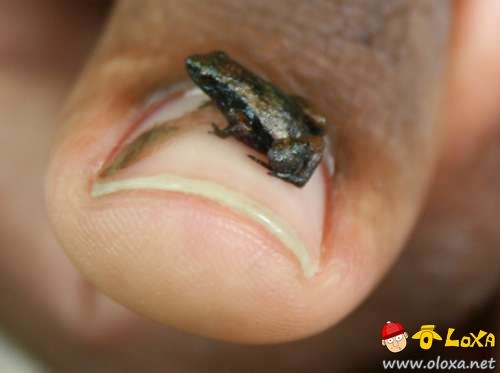 worlds-smallest-8 worlds-smallest-8