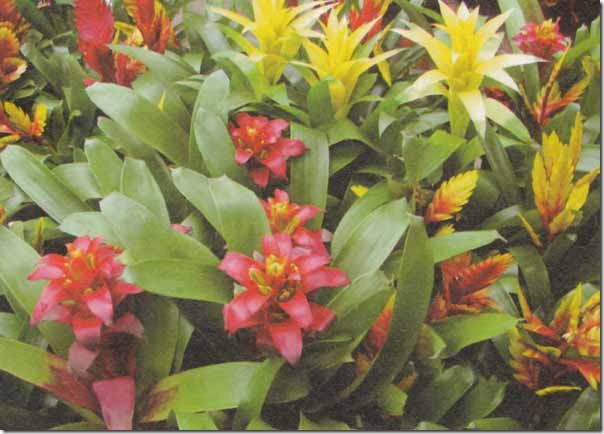 guzmania