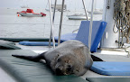Robbie relaxt auf der Yacht - oder ist es “Captain Robbie”? Robbie relaxt auf der Yacht - oder ist es “Captain Robbie”?