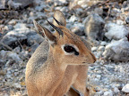 Damara-Dik-Dik, unsere kleinste Antilope - Etoscha Damara-Dik-Dik, unsere kleinste Antilope - Etoscha