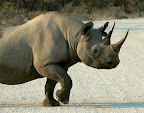 Spitzmaul - Nashorn, früh morgens im Etoscha Park Spitzmaul - Nashorn, früh morgens im Etoscha Park