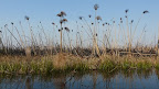 Das Papyrus wurde abgefackelt, im Okawango Delta.