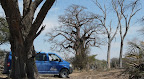 Mahangu Park beim Baobab. Namibia am Okavango Fluß bevor er nach Botswana und ins DFelta verschwindet.