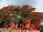 Im November sind die Flamböjen Bäume in voller Blühte, es ist Frühling in Namibia. Im November sind die Flamböjen Bäume in voller Blühte, es ist Frühling in Namibia.