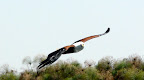 Schreisee Adler im Anflug, Drotky's am Okavango Panhandle Schreisee Adler im Anflug, Drotky's am Okavango Panhandle