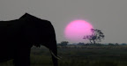 Sonnenuntergang auf dem Chobe Fluß, Botswana, Aug '08 Sonnenuntergang auf dem Chobe Fluß, Botswana, Aug '08