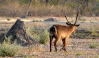 Elipsenwasserbock Elipsenwasserbock