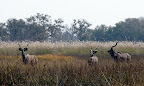3 Kudubullen am Khwai River, Moremi Park. 3 Kudubullen am Khwai River, Moremi Park.