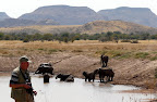 “ Wüsten angepasste Elefanten ” nähe Twyfelfontein am Aba Huab Flussbett. “ Wüsten angepasste Elefanten ” nähe Twyfelfontein am Aba Huab Flussbett.