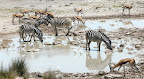Zebra & Springböcke bei Salvadora Zebra & Springböcke bei Salvadora
