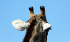 Eine Giraffe hat uns noch im Blick und auch ein Ohr ist auf uns eingestellt. Eine Giraffe hat uns noch im Blick und auch ein Ohr ist auf uns eingestellt.