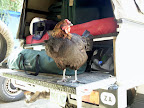 Unser Essen immer mit dabei. Das Huhn heißt “ tanduri” wenn es vertig ist. Unser Essen immer mit dabei. Das Huhn heißt “ tanduri” wenn es vertig ist.