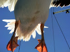 Ein Jumbo ( pelikan) zieht knapp über Kopf hinweg. Ein Jumbo ( pelikan) zieht knapp über Kopf hinweg.