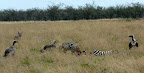 Aasgeier und Schabracken Schackal an einem toten Zebra. Aasgeier und Schabracken Schackal an einem toten Zebra.