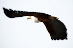 Ein Schreiseeadler hat uns voll im Blick. Ein Schreiseeadler hat uns voll im Blick.