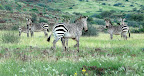 Ein Familienverband Bergzebras. Ein Familienverband Bergzebras.
