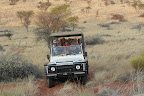 Auf Pirschfahrt in der Kalahari, hier sehen wir Löwen. Auf Pirschfahrt in der Kalahari, hier sehen wir Löwen.