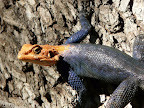 "Spider man" or Rockagama