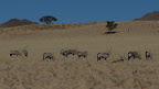 Oryx Antilope, waiting for a chance to drink water.