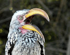 a yellow billed hornbill at our Ugab campground