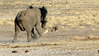 Here the lion gets chased by the elefant