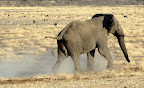 The lion isbehind the elefant. Tomorrow we are on our way to Namutoni, at the moment the family is at the waterhole that is light by spotlights and there are more than 30 elefants.