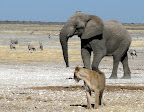 The lions don't want to give way to easy.