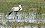 Along the Okavango in the Buffalow Park we see lots of birds, like this wattled crane.
