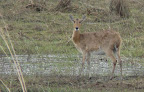 a reedbuck female in Mahangu Park.