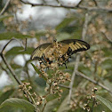 Androgeus Swallowtail