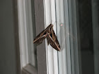 A giant moth on our patio door