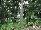 Eucalyptus tree