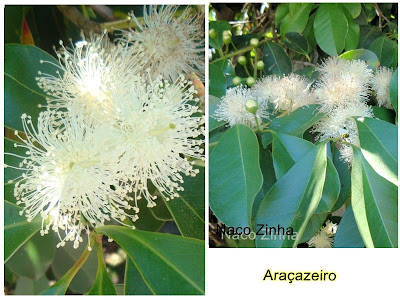 Flor do araçá (Psidium cattleianum Sabine)