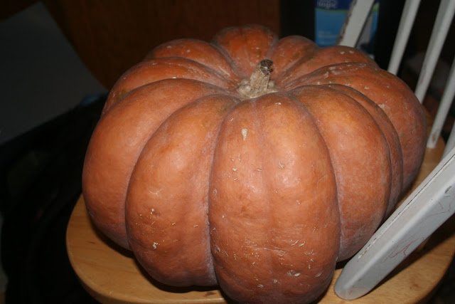 pumpkin