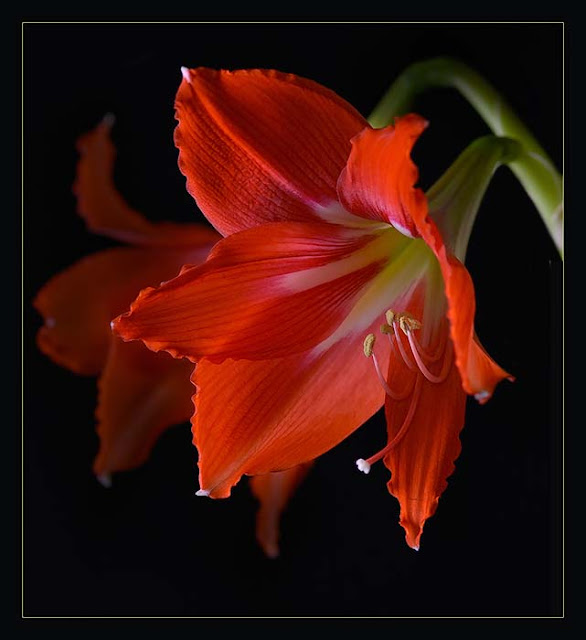 Мою любимую Мартину с Днём Рождения!!!