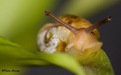 caracol-col