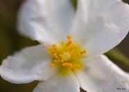 Fotos macro de Arico03