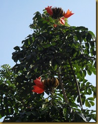 SDC12365 SDC12365