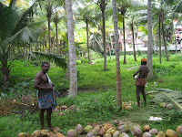 Collecting coconuts, Kovalam
