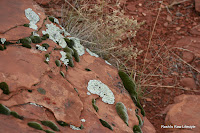 Weird growths - Sedona, AZ