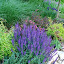 truthiness's Lower dry creek garden