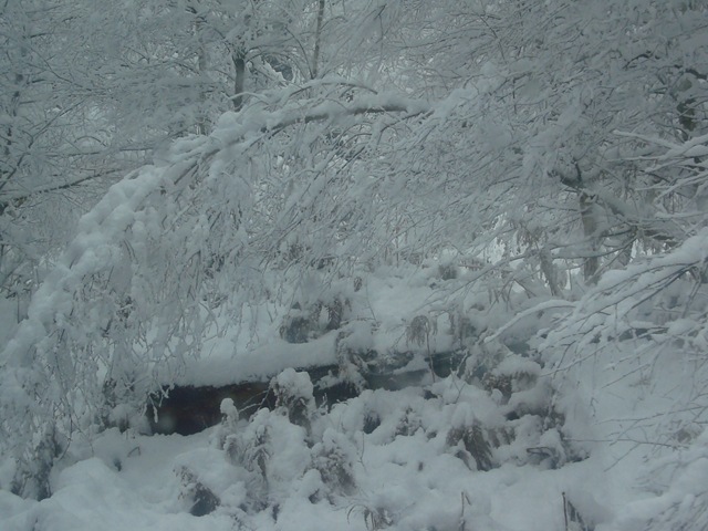 [Picture16744.jpg]