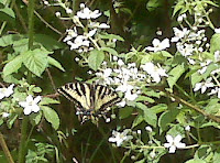 Butterfly Photo Butterfly Photo