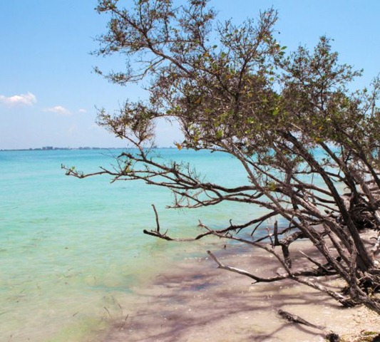 [tropical[11].jpg]
